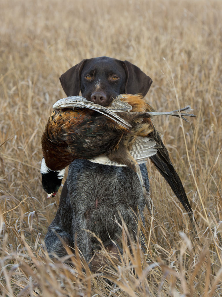 Bird dog